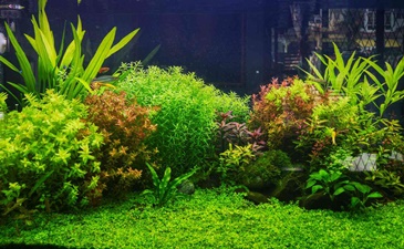 Akvarijumske biljke za zdrav i lep akvarijum