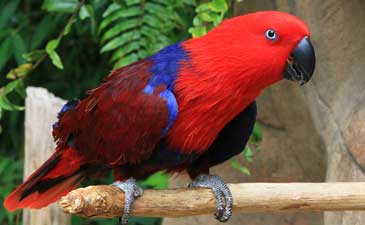 Rezervacija papagaja