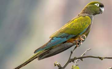 Rezervacija papagaja