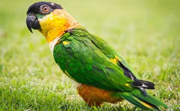 Rezervacija papagaja