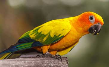 Rezervacija papagaja