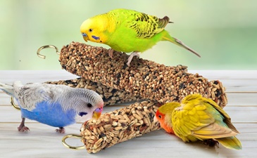 Poslastice za ptice – hrana za ptice i suplementi
