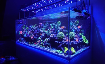 Rasveta za morske akvarijume | LED i profesionalna rasveta